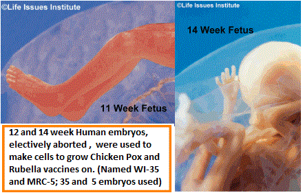 Human Ebryo Derived Vaccines