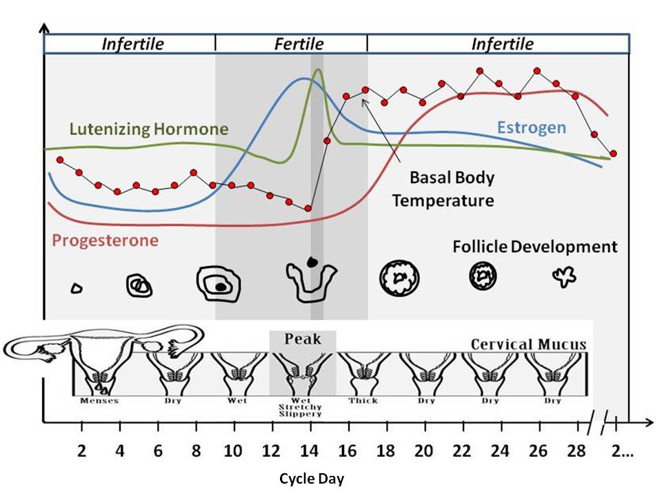 Natural Hormone Functioning